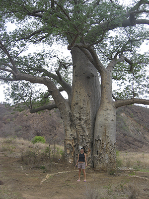 Baobab in Tulear